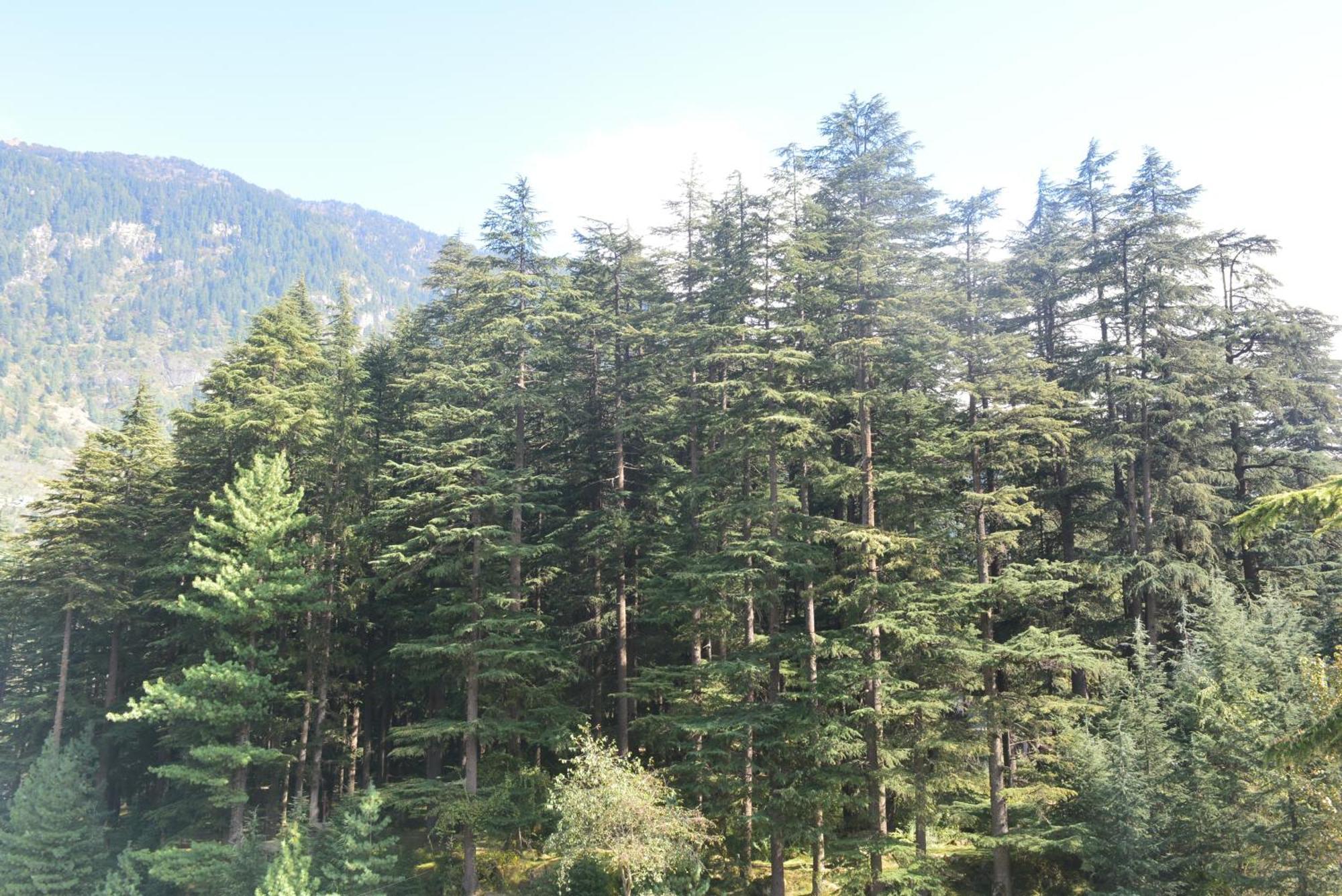 The Neelgiris Hotel Manali  Luaran gambar